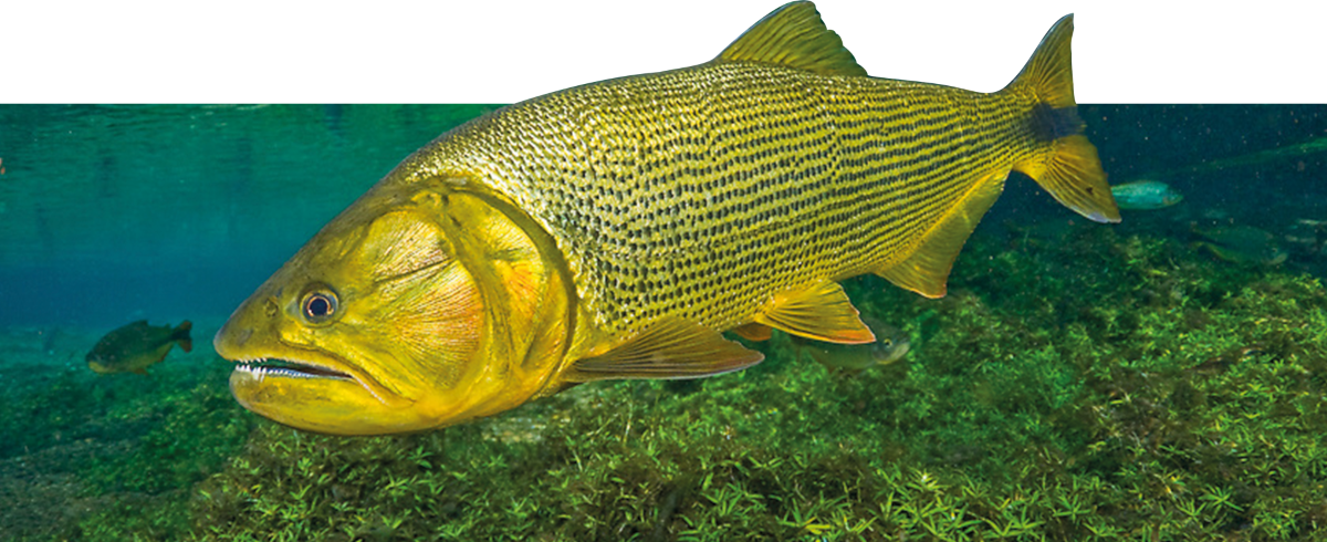 Foto tirada de um peixe Dourado